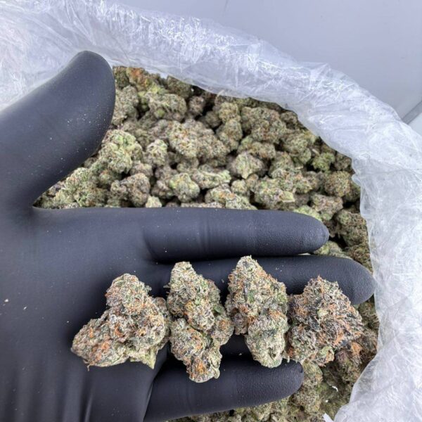 buy strain horse farm weed online, farmer's daughter weed strain for sale, order dumpster strain flora farms online, horse farm cannabis strain near me, farmer's daughter strain review and effects, dumpster weed strain price per ounce, flora farms dumpster strain buy now, premium farmer’s daughter strain seeds