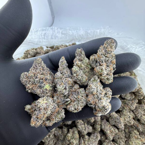 A5 Wagyu Marijuana Strain