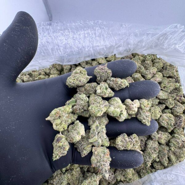 buy blue nerdz strain online, blue spring cookies strain weed for sale, blue slushie strain raw genetics review, order blue slushie strain allbud, blue runtz strain allbud buy now, blue raspberry snow cone strain price, premium blue razzsicle strain leafly info, blue note weed strain near me