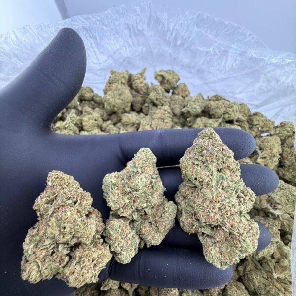 buy star crusher strain online, cherry crush weed strain for sale, candy crush strain leafly review and price, order mango crush strain near me, banana crush strain trulieve buy now, premium star crusher weed strain effects, candy crush weed strain seeds for sale, cherry crush strain review and effects