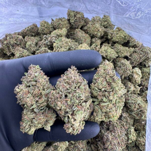buy guava frost strain online, frosted donuts strain for sale near me, frosted jungle strain allbud review and price, order frosted fruit cake weed strain, frosted doughnuts strain seeds for sale, premium frosted cooler strain leafly info, frosted apricot weed strain buy now, cake frosting strain weed effects and review