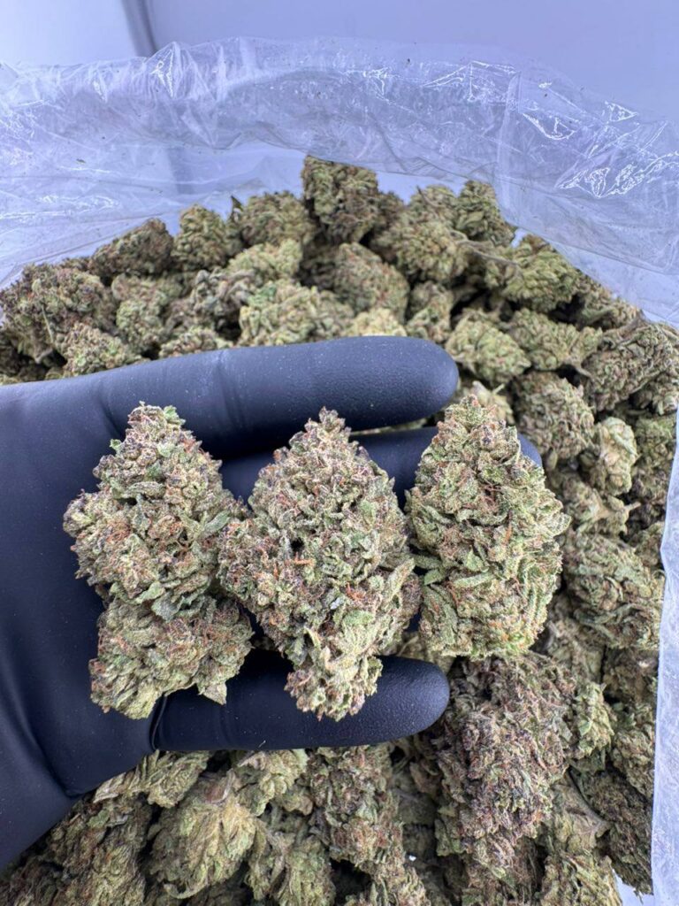 buy guava frost strain online, frosted donuts strain for sale near me, frosted jungle strain allbud review and price, order frosted fruit cake weed strain, frosted doughnuts strain seeds for sale, premium frosted cooler strain leafly info, frosted apricot weed strain buy now, cake frosting strain weed effects and review
