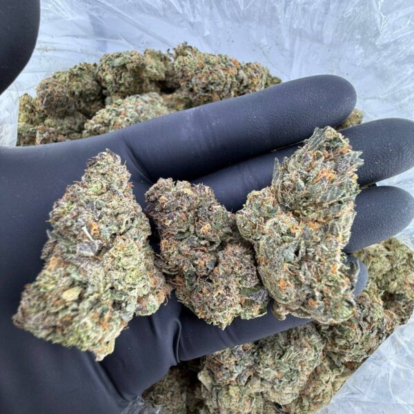 buy sherb fuel strain online, purple jet fuel weed strain for sale, order pineapple fuel strain near me, orange fuel strain price per ounce, sherb fuel weed strain effects and review, purple jet fuel strain seeds for sale, premium pineapple fuel strain weed online, buy orange fuel exotic strain now, Tractor Fuel strain