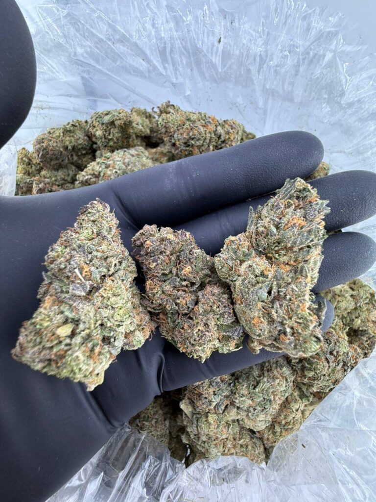 buy sherb fuel strain online, purple jet fuel weed strain for sale, order pineapple fuel strain near me, orange fuel strain price per ounce, sherb fuel weed strain effects and review, purple jet fuel strain seeds for sale, premium pineapple fuel strain weed online, buy orange fuel exotic strain now, Tractor Fuel strain