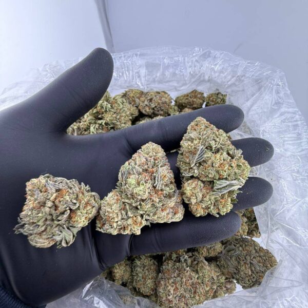 buy winter white truffle strain online, white truffles strain allbud review and effects, white truffle weed strain for sale near me, white truffle strain price per pound, order white truffle truff exotic weed, white truffle strain allbud info buy now, white truffles price per ounce today, premium white truffle weed strain seeds