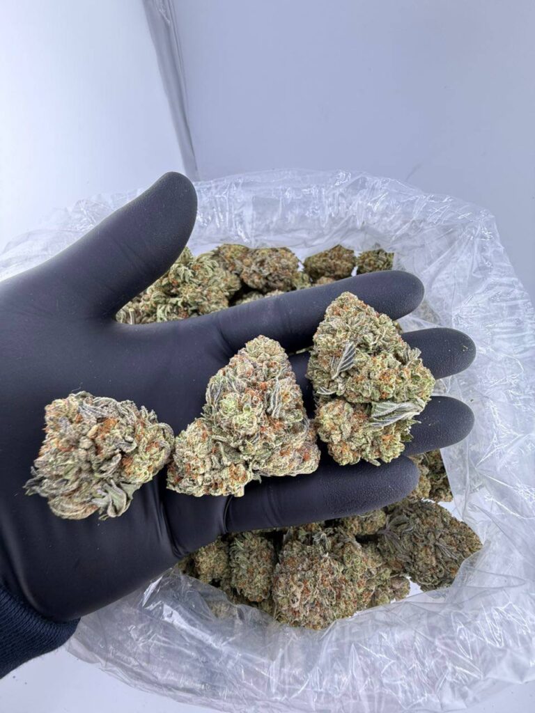 buy winter white truffle strain online, white truffles strain allbud review and effects, white truffle weed strain for sale near me, white truffle strain price per pound, order white truffle truff exotic weed, white truffle strain allbud info buy now, white truffles price per ounce today, premium white truffle weed strain seeds