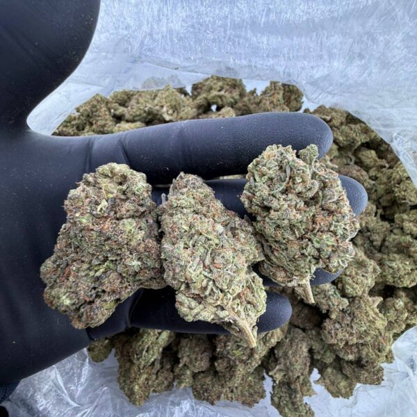 buy ozone gmo strain online, gmo strain allbud review and price, gmo weed strain for sale near me, gmo strain seedfinder info and seeds, gmo cake strain buy now online, cherry pie x gmo strain effects and review, order gmo strain leafly verified strain, chry pi x gmo weed strain seeds for sale