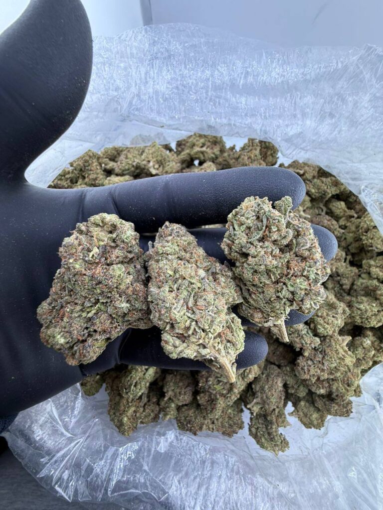 buy ozone gmo strain online, gmo strain allbud review and price, gmo weed strain for sale near me, gmo strain seedfinder info and seeds, gmo cake strain buy now online, cherry pie x gmo strain effects and review, order gmo strain leafly verified strain, chry pi x gmo weed strain seeds for sale