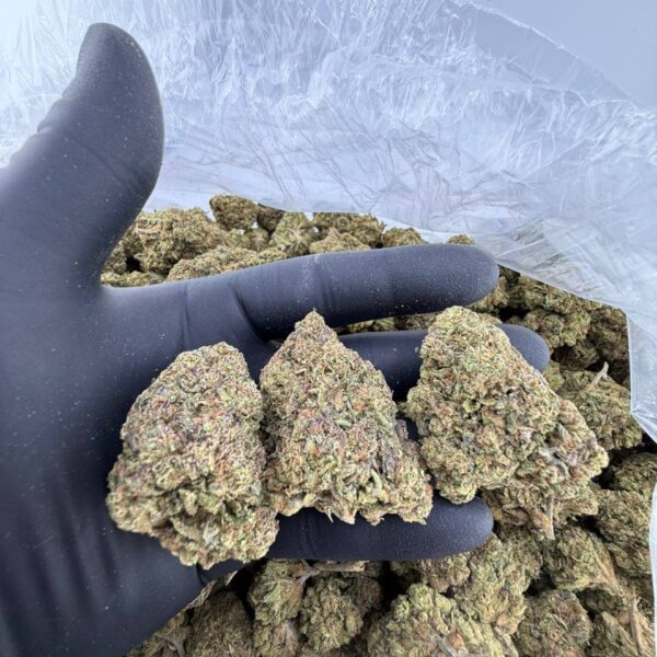 buy wild cherry gelato strain online, white cherry truffle strain for sale near me, white cherry stout weed strain price, trop cherry strain review and effects, tropicana cherry cookies strain buy now, super cherries strain seeds for sale, sour cherry sherbet strain weed online, red cherry burger strain exotic weed for sale