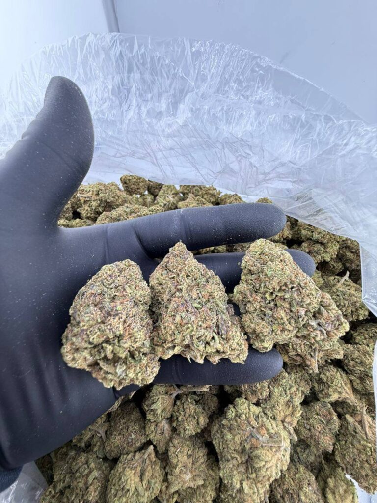 buy wild cherry gelato strain online, white cherry truffle strain for sale near me, white cherry stout weed strain price, trop cherry strain review and effects, tropicana cherry cookies strain buy now, super cherries strain seeds for sale, sour cherry sherbet strain weed online, red cherry burger strain exotic weed for sale