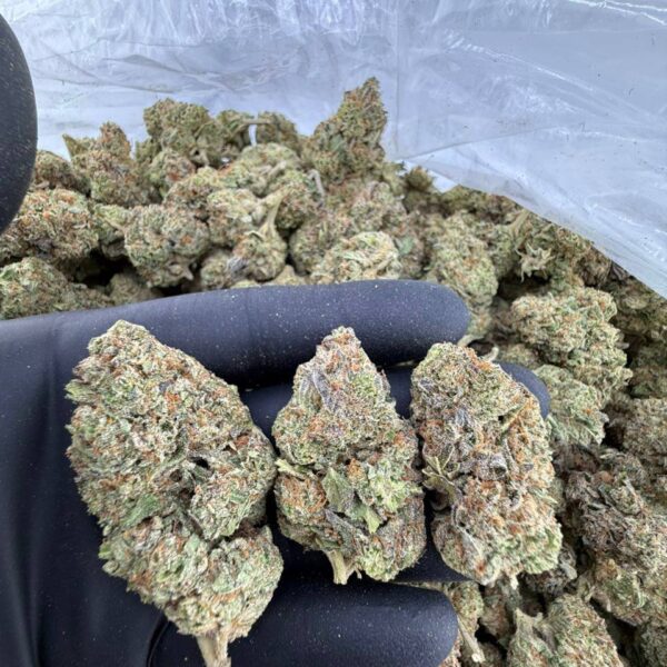 buy Pepe Le Pew strain online, Pepe Le Pew weed strain for sale, order Pepe Le Pew strain near me, Pepe Le Pew strain review and effects, Pepe Le Pew exotic strain price per ounce, Pepe Le Pew strain seeds for sale, Pepe Le Pew cannabis strain leafly info, premium Pepe Le Pew weed strain online
