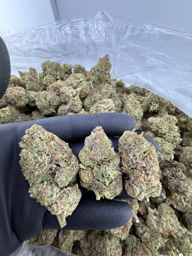 buy Pepe Le Pew strain online, Pepe Le Pew weed strain for sale, order Pepe Le Pew strain near me, Pepe Le Pew strain review and effects, Pepe Le Pew exotic strain price per ounce, Pepe Le Pew strain seeds for sale, Pepe Le Pew cannabis strain leafly info, premium Pepe Le Pew weed strain online