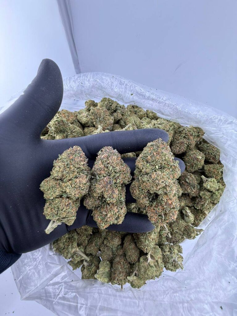 buy Cereal Milk strain near me, Cereal Milk weed strain for sale, order Cereal Milk strain online delivery, Cereal Milk strain price per ounce, Cereal Milk strain review reddit insights, premium Cereal Milk #1 strain dispensary, Cereal Milk strain deals and offers, Cereal Milk strain availability near me