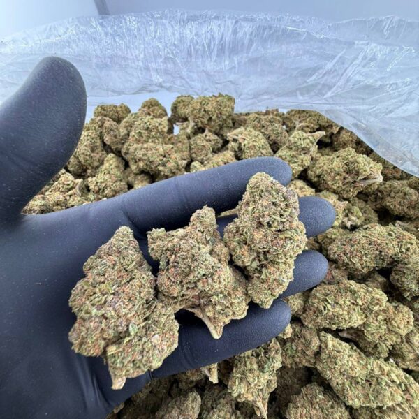 buy Mint Lemonade weed strain online, Cherry Lemonade strain for sale near me, order Iced Lemonade strain from dispensary, Ice Lemonade cannabis strain price per ounce, Mango Lemonade strain review and effects, premium Lemonade Dream strain Leafly info, DW Lemonade weed strain deals, Blueberry Lemonade strain for sale online,cherry ,lemonade strain