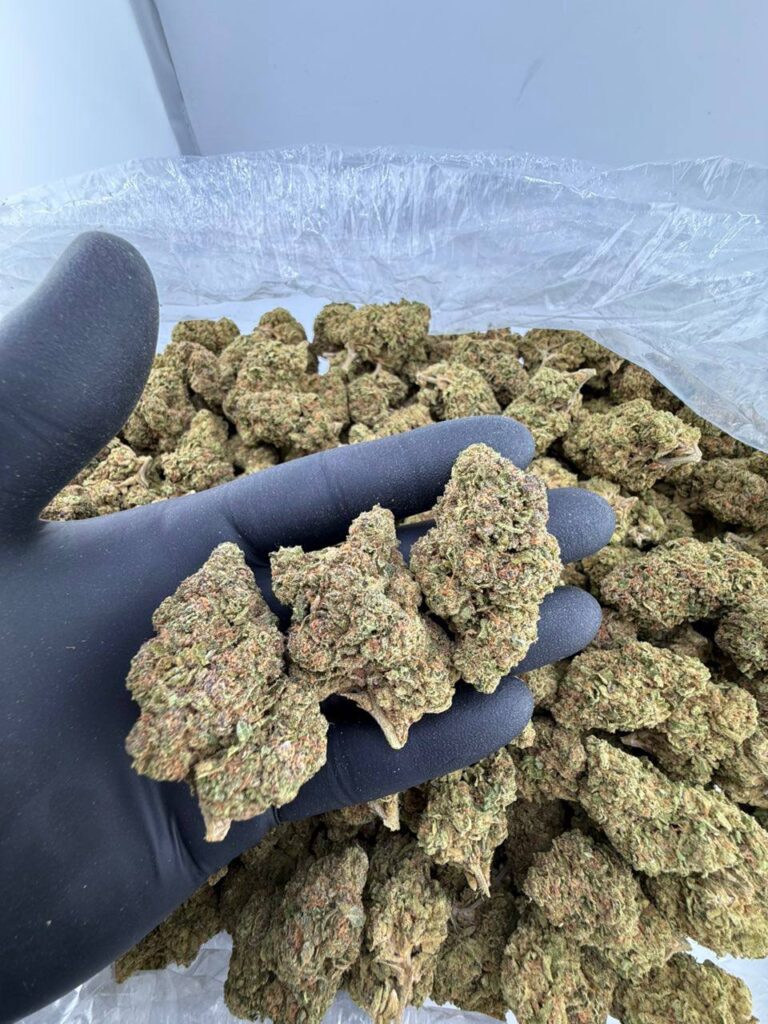 buy Mint Lemonade weed strain online, Cherry Lemonade strain for sale near me, order Iced Lemonade strain from dispensary, Ice Lemonade cannabis strain price per ounce, Mango Lemonade strain review and effects, premium Lemonade Dream strain Leafly info, DW Lemonade weed strain deals, Blueberry Lemonade strain for sale online,cherry ,lemonade strainβ