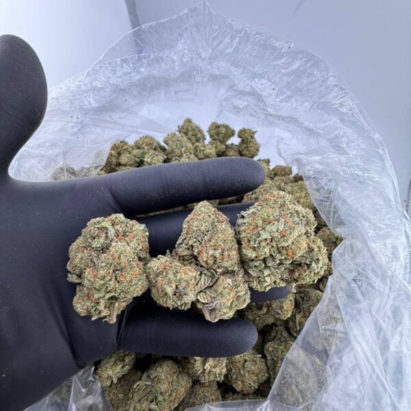 buy Italian Ice weed strain online, Italian Ice strain for sale near me, Italian Ice strain review and effects, Italian Ice cannabis strain Leafly rating, premium Italian Ice strain allbud info, order Italian Ice hybrid strain online, Italian Ice strain THC level and potency, Italian Ice exotic weed price per ounce