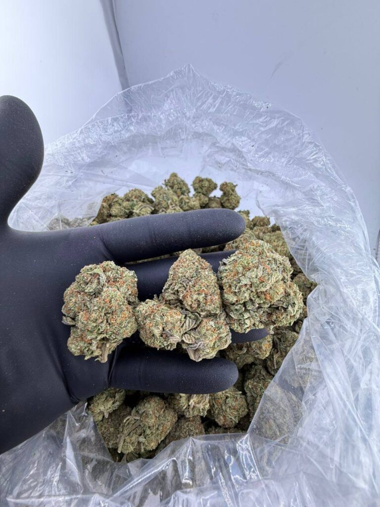 buy Italian Ice weed strain online, Italian Ice strain for sale near me, Italian Ice strain review and effects, Italian Ice cannabis strain Leafly rating, premium Italian Ice strain allbud info, order Italian Ice hybrid strain online, Italian Ice strain THC level and potency, Italian Ice exotic weed price per ounce