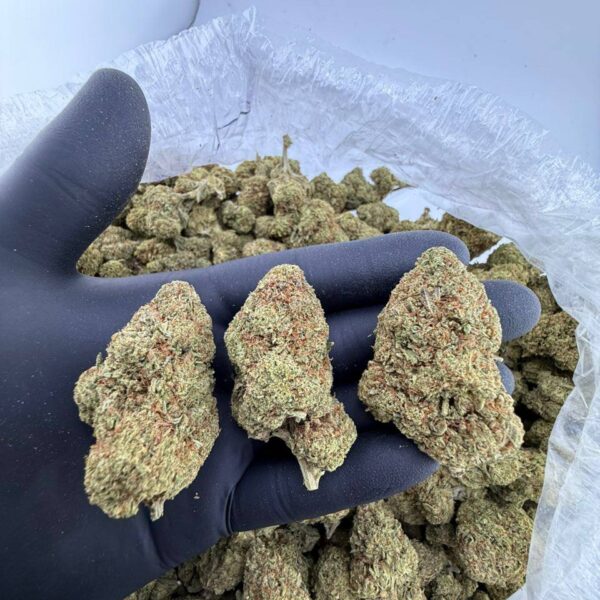 buy Frost Donkey BX1 weed strain online, Frost Donkey BX1 strain for sale near me, Donkey Butter strain price per ounce, Frost Donkey BX1 strain review and effects, Donkey Butter hybrid strain buy online, Frost Donkey BX1 THC level and genetics, Donkey Butter strain allbud and Leafly info, best dispensary for Frost Donkey BX1 near me