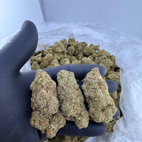 bad apple strain, buy Bad Apple Connected Cannabis strain online, Bad Apple strain for sale near me, Connected Bad Apple weed strain effects and THC level, Bad Apple hybrid strain Leafly reviews, exotic Bad Apple strain by Connected for delivery, Connected Bad Apple strain price per ounce, order Bad Apple Connected strain online, Bad Apple strain Connected genetics and terpene profile