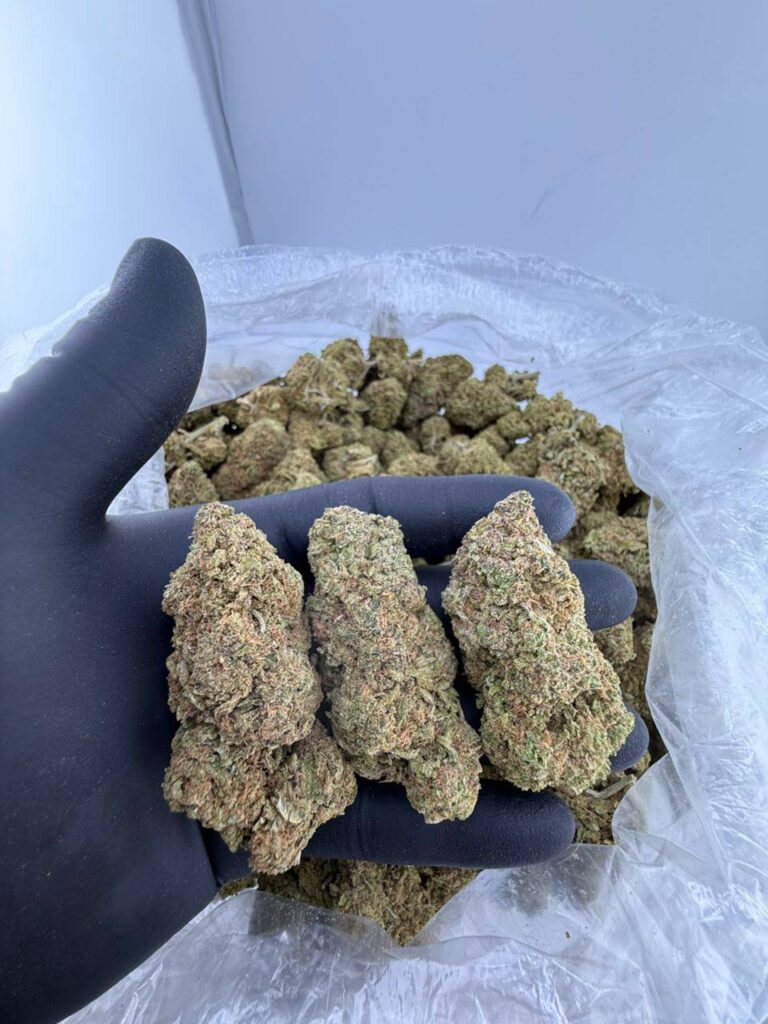 bad apple strain, buy Bad Apple Connected Cannabis strain online, Bad Apple strain for sale near me, Connected Bad Apple weed strain effects and THC level, Bad Apple hybrid strain Leafly reviews, exotic Bad Apple strain by Connected for delivery, Connected Bad Apple strain price per ounce, order Bad Apple Connected strain online, Bad Apple strain Connected genetics and terpene profile