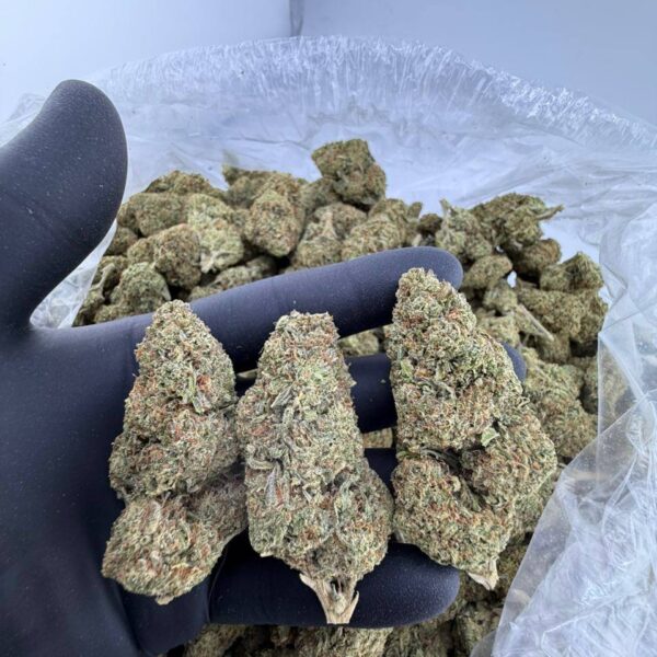 buy Permanent Marker BX1 strain online, Permanent Marker BX1 weed strain for sale, Permanent Marker BX1 strain effects and THC level, Permanent Marker BX1 strain Leafly reviews, exotic Permanent Marker BX1 strain delivery near me, Permanent Marker BX1 hybrid strain price per gram, order Permanent Marker BX1 cannabis online, Connected Genetics Permanent Marker BX1 strain info, buy Frost Donkey BX1 weed strain, Frost Donkey BX1 strain for sale near me, Frost Donkey BX1 cannabis effects and reviews, Frost Donkey BX1 exotic strain online, order Frost Donkey BX1 strain delivery, Frost Donkey BX1 strain THC percentage, Frost Donkey BX1 indica or sativa info, Frost Donkey BX1 strain genetics and terpene profile