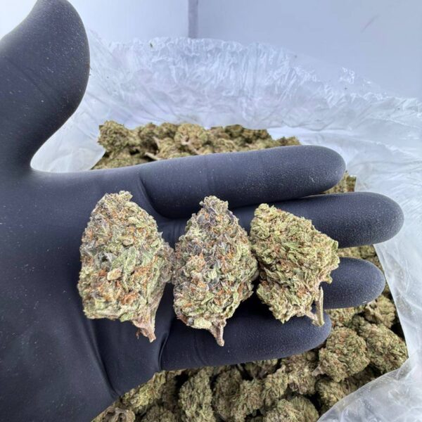 buy LA Kush strain online, LA Kush weed strain for sale near me, LA Kush strain THC level and effects, LA Kush strain review Leafly and AllBud, order LA Kush cannabis strain delivery, LA Kush indica or sativa strain info, exotic LA Kush genetics and terpene profile, premium LA Kush strain price per ounce