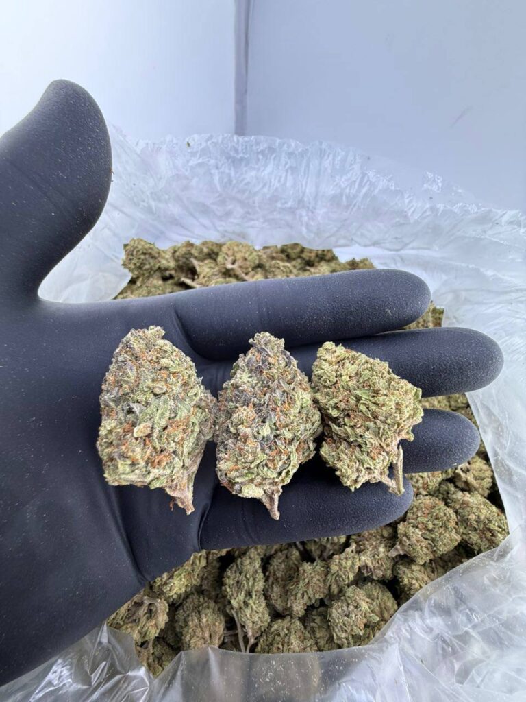 buy LA Kush strain online, LA Kush weed strain for sale near me, LA Kush strain THC level and effects, LA Kush strain review Leafly and AllBud, order LA Kush cannabis strain delivery, LA Kush indica or sativa strain info, exotic LA Kush genetics and terpene profile, premium LA Kush strain price per ounce