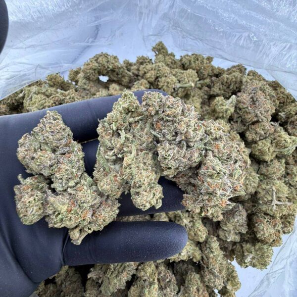 ice box strain , buy Ice Box weed strain online, Ice Box strain for sale near me, Ice Box weed strain effects and THC level, Ice Box cannabis strain Leafly reviews, Ice Box strain AllBud profile and pricing, order Ice Box strain delivery USA, exotic Ice Box pie weed strain online, premium Ice Box strain genetics and flavor