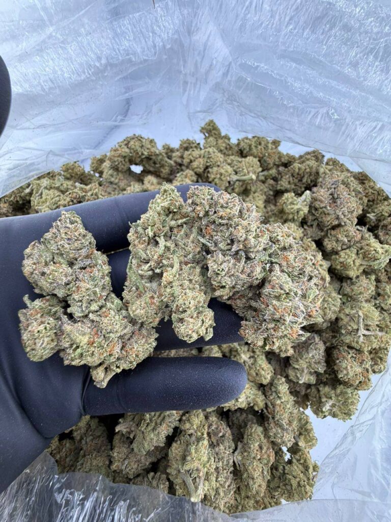 ice box strain​ , buy Ice Box weed strain online, Ice Box strain for sale near me, Ice Box weed strain effects and THC level, Ice Box cannabis strain Leafly reviews, Ice Box strain AllBud profile and pricing, order Ice Box strain delivery USA, exotic Ice Box pie weed strain online, premium Ice Box strain genetics and flavor
