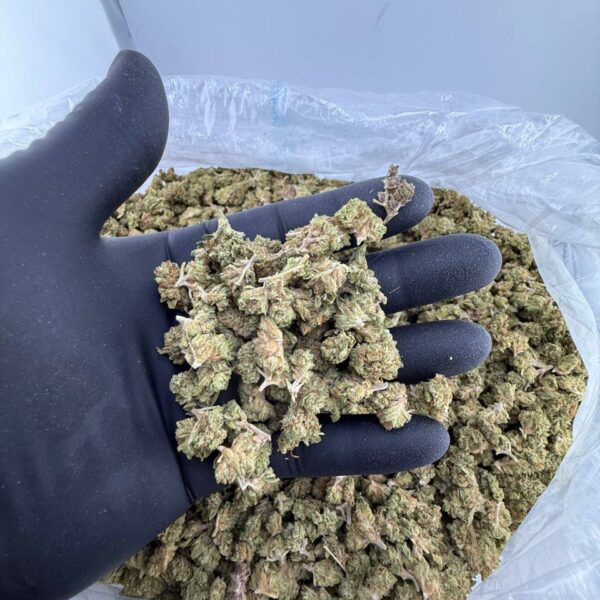 buy Jelly Runtz strain online, Jelly Runtz weed for sale near me, order Jelly Runtz strain delivery USA, grape Jelly Runtz strain THC and effects, blue Jelly Runtz cannabis strain info, Jelly Runtz strain Leafly reviews, Jelly Runtz weed strain genetics and flavor, premium Jelly Runtz exotic flower deals