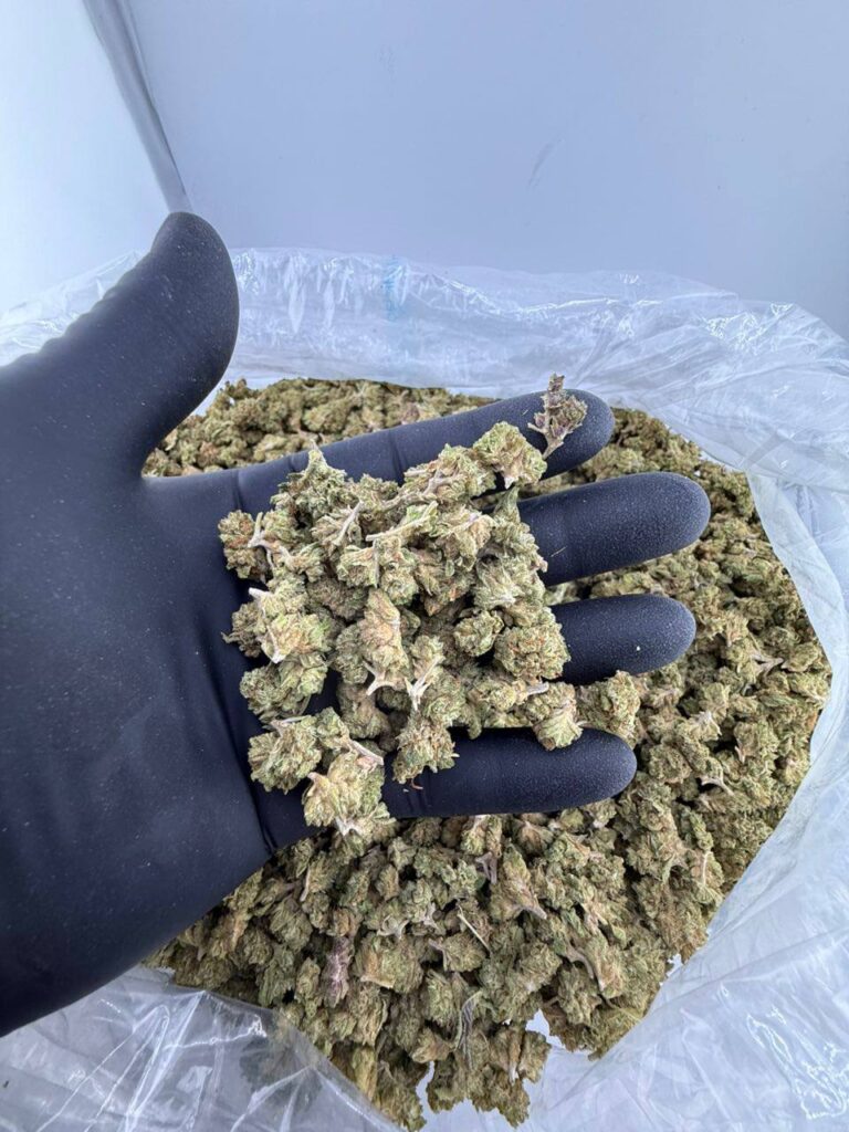 buy Jelly Runtz strain online, Jelly Runtz weed for sale near me, order Jelly Runtz strain delivery USA, grape Jelly Runtz strain THC and effects, blue Jelly Runtz cannabis strain info, Jelly Runtz strain Leafly reviews, Jelly Runtz weed strain genetics and flavor, premium Jelly Runtz exotic flower deals