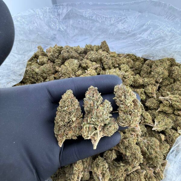 buy Orange Runtz strain online, Orange Runtz weed for sale near me, order Orange Runtz flower delivery, Orange Runtz strain THC level and effects, Orange Runtz strain Leafly and Allbud reviews, premium Orange Runtz cannabis deals, Orange Cream Runtz exotic strain price, indica or sativa Orange Runtz strain info