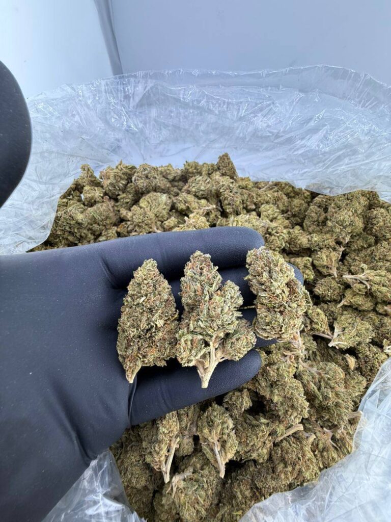 buy Orange Runtz strain online, Orange Runtz weed for sale near me, order Orange Runtz flower delivery, Orange Runtz strain THC level and effects, Orange Runtz strain Leafly and Allbud reviews, premium Orange Runtz cannabis deals, Orange Cream Runtz exotic strain price, indica or sativa Orange Runtz strain info