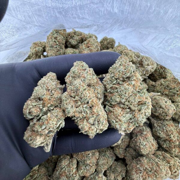 buy Frosted Flakes weed strain online, Frosted Flakes strain for sale near me, Frosted Flakes strain THC level and effects, Frosted Flakes cannabis flower bulk deals, premium Frosted Flakes exotic strain price, order Frosted Flakes hybrid strain delivery, Frosted Flakes strain Leafly reviews, Frosted Flakes strain dispensary deals