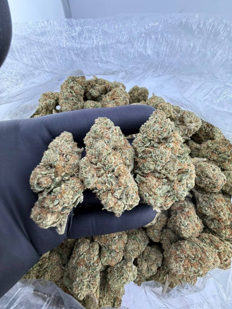 buy Frosted Flakes weed strain online, Frosted Flakes strain for sale near me, Frosted Flakes strain THC level and effects, Frosted Flakes cannabis flower bulk deals, premium Frosted Flakes exotic strain price, order Frosted Flakes hybrid strain delivery, Frosted Flakes strain Leafly reviews, Frosted Flakes strain dispensary deals