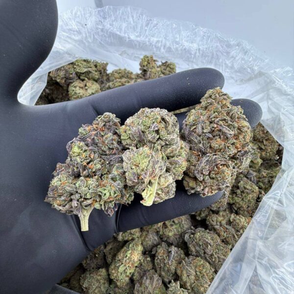 buy G 47 strain weed online, G 47 strain for sale near me, G-47 hybrid strain price and effects, G 47 cannabis strain THC level, premium G-47 weed flower bulk purchase, G 47 exotic strain Leafly review, order G 47 strain online delivery, G 47 marijuana strain dispensary deals