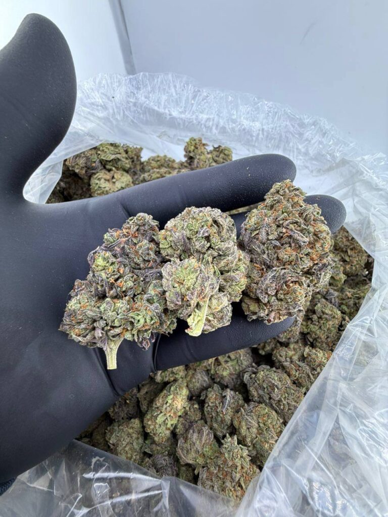 buy G 47 strain weed online, G 47 strain for sale near me, G-47 hybrid strain price and effects, G 47 cannabis strain THC level, premium G-47 weed flower bulk purchase, G 47 exotic strain Leafly review, order G 47 strain online delivery, G 47 marijuana strain dispensary deals