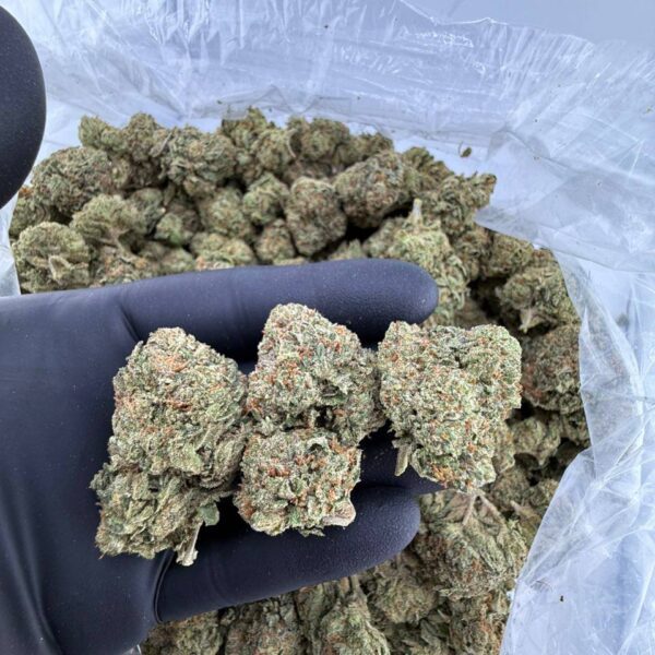 buy Gamma 41 strain online, Gamma 41 weed strain for sale near me, Gamma 41 strain effects and THC level, order Gamma 41 hybrid strain delivery, Gamma 41 cannabis flower price, premium Gamma 41 exotic weed deals, Gamma 41 strain reviews Leafly and Allbud, bulk Gamma 41 marijuana strain purchase