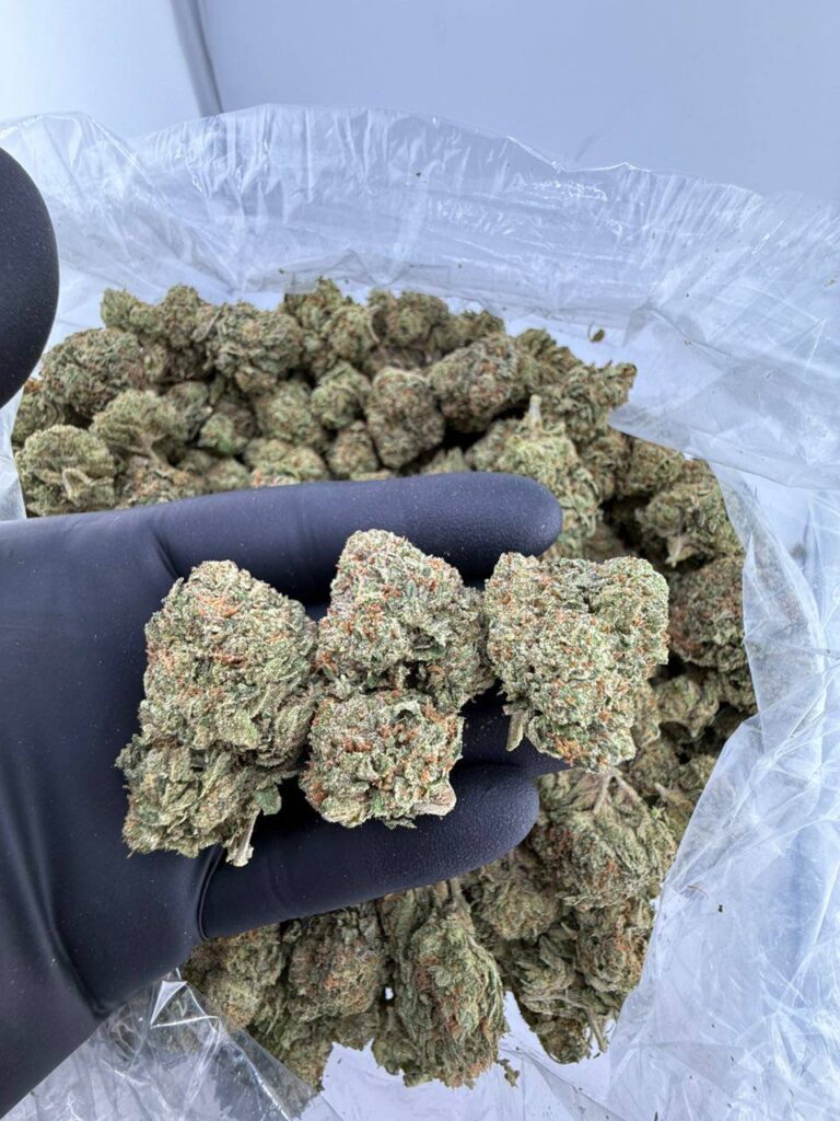 buy Gamma 41 strain online, Gamma 41 weed strain for sale near me, Gamma 41 strain effects and THC level, order Gamma 41 hybrid strain delivery, Gamma 41 cannabis flower price, premium Gamma 41 exotic weed deals, Gamma 41 strain reviews Leafly and Allbud, bulk Gamma 41 marijuana strain purchase