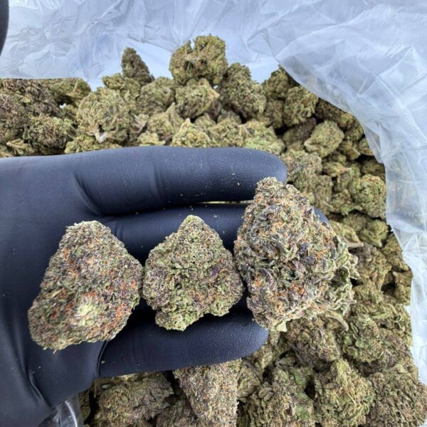 buy Promethazine weed strain online, Promethazine cannabis strain for sale, Promethazine strain effects and THC info, Promethazine hybrid strain price near me, order Promethazine exotic strain delivery, Promethazine runtz strain review and effects, Promethazine strain Leafly and Allbud ratings, bulk Promethazine weed flower wholesale
