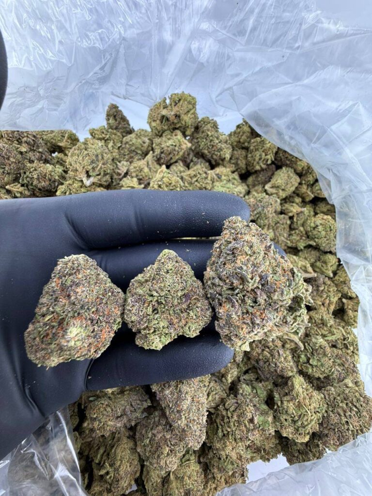 buy Promethazine weed strain online, Promethazine cannabis strain for sale, Promethazine strain effects and THC info, Promethazine hybrid strain price near me, order Promethazine exotic strain delivery, Promethazine runtz strain review and effects, Promethazine strain Leafly and Allbud ratings, bulk Promethazine weed flower wholesale