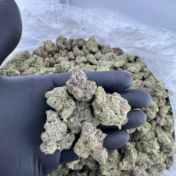 buy Blue Fanta weed strain online, Blue Fanta cannabis strain for sale near me, order Blue Fanta hybrid strain delivery, Blue Fanta strain review and effects, Blue Fanta strain price per ounce, Blue Fanta strain Leafly and Allbud details, premium Blue Fanta weed flower, Blue Razz Fanta strain THC level and flavor profile