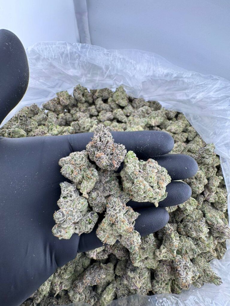 buy Blue Fanta weed strain online, Blue Fanta cannabis strain for sale near me, order Blue Fanta hybrid strain delivery, Blue Fanta strain review and effects, Blue Fanta strain price per ounce, Blue Fanta strain Leafly and Allbud details, premium Blue Fanta weed flower, Blue Razz Fanta strain THC level and flavor profile
