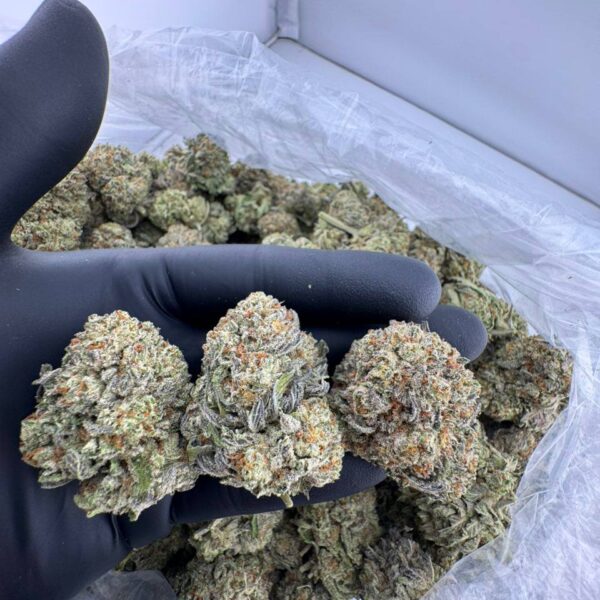 buy White Trufflez weed strain online, White Trufflez strain for sale near me, order premium White Trufflez cannabis flower, White Trufflez strain effects and reviews, White Trufflez strain price per ounce, White Trufflez vs White Truffle strain comparison, Snow White Trufflez strain THC level, Trufflez White Truffle exotic strain packs
