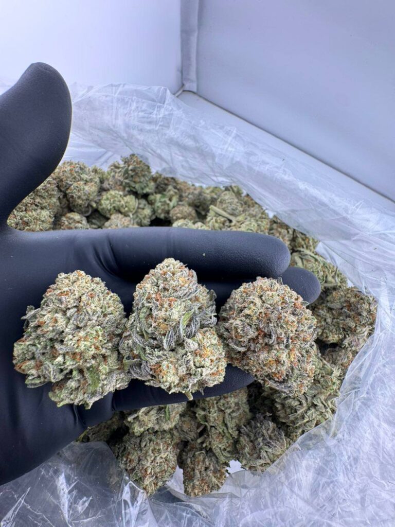 buy White Trufflez weed strain online, White Trufflez strain for sale near me, order premium White Trufflez cannabis flower, White Trufflez strain effects and reviews, White Trufflez strain price per ounce, White Trufflez vs White Truffle strain comparison, Snow White Trufflez strain THC level, Trufflez White Truffle exotic strain packs