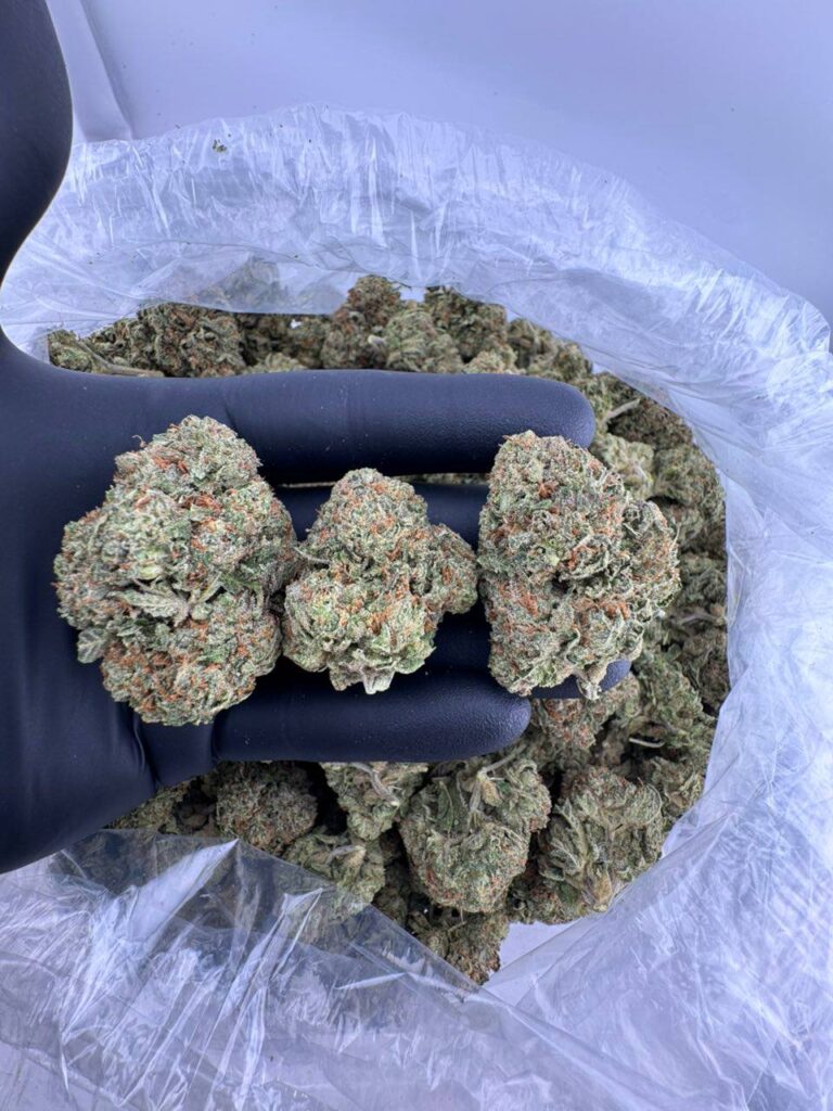 buy Dum Dumz strain online, Dum Dumz weed strain for sale near me, order premium Dum Dumz cannabis flower, Dum Dumz strain effects and reviews, Dum Dumz hybrid strain price per ounce, Blue Dum Dumz strain vs Sour Dum Dumz, Cherry Dum Dumz exotic weed strain, Dum Dumz strain Leafly profile and THC level
