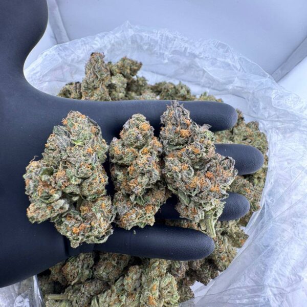 buy Obi Wan Kenobi weed strain online, Odo Wan Kenobi strain for sale near me, Obi Wan Kenobi OG strain price per ounce, Brobi Wan Kenobi strain THC and effects, Obi-Wan Kenobi strain review and Leafly profile, Gabriel’s Obi Wan Kenobi strain dispensary menu, OG Wan Kenobi hybrid strain online, Shop exotic Star Wars-themed cannabis strains