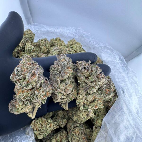 buy Fruit Stand strain online, Fruit Stand weed strain for sale near me, Fruit Stand strain Leafly review and effects, Fruit Stand cannabis strain Revolution dispensary, purchase Fruit Stand strain indica or sativa, Fruit Stand strain price and THC level, order Fruit Stand hybrid strain bulk, Fruit Stand strain allbud profile and terpene info