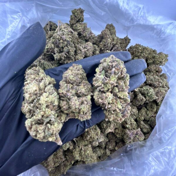 buy permanent marker strain online, permanent marker weed strain for sale, order permanent marker strain near me, permanent marker strain price per ounce, permanent marker strain review and effects, permanent marker strain indica or sativa info buy, premium permanent marker weed strain, permanent chimera strain for sale