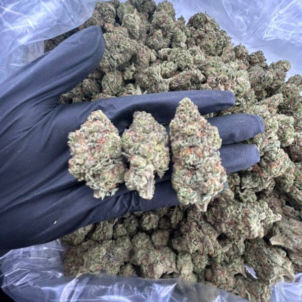 buy cloudy daze strain online, cloudy daze strain good chemistry for sale, dawg daze weed strain price, daze off strain review and effects, order moonshine daze strain online, happy daze strain weed near me, premium dazed and confused strain for sale, buy hazy daze cannabis strain